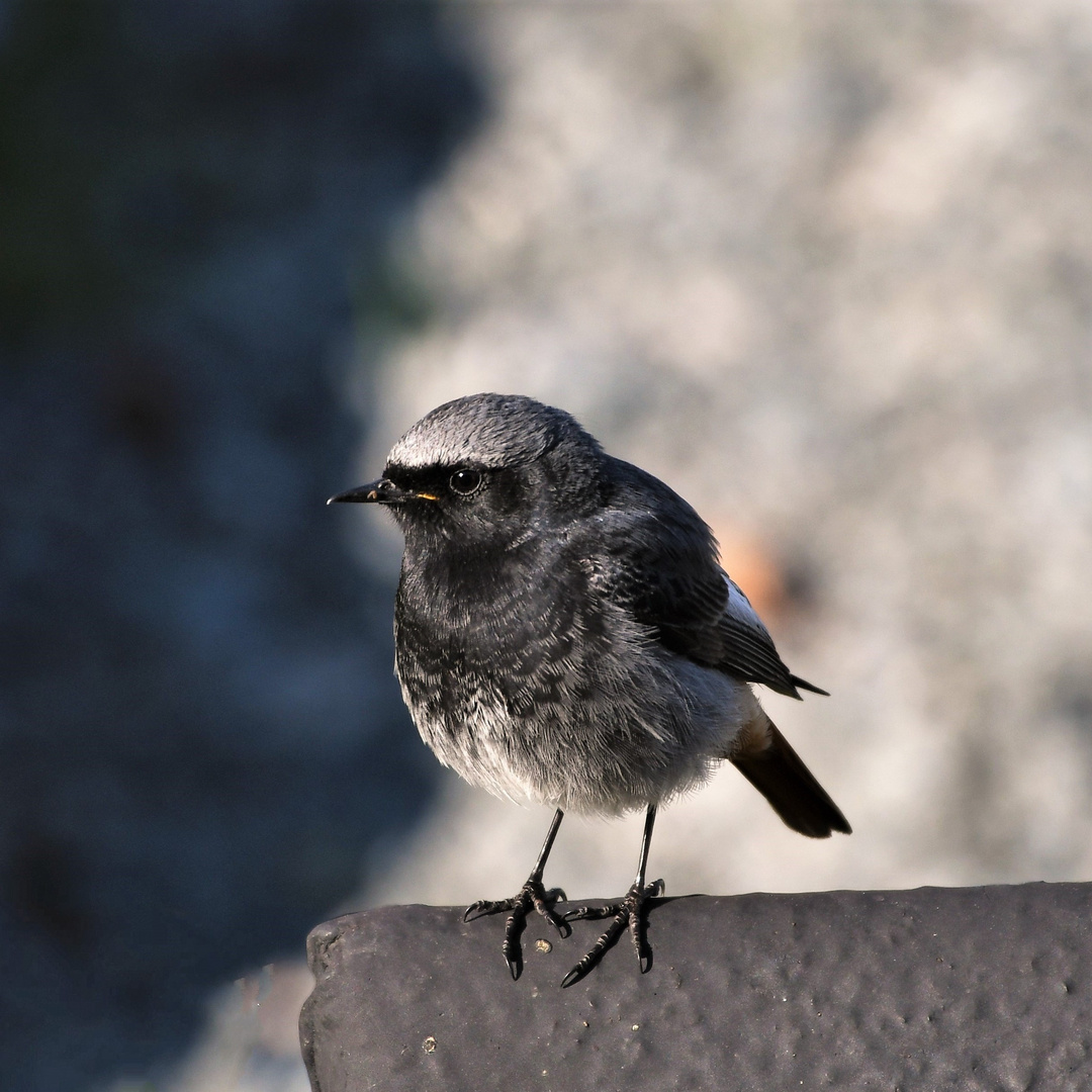 Hausrotschwanz  ( Phoenicurus ochruros )