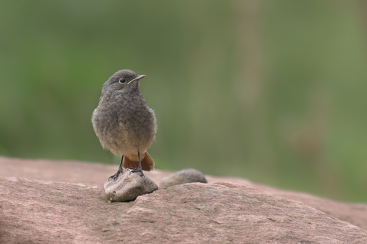 Hausrotschwanz (Phoenicurus ochruros)