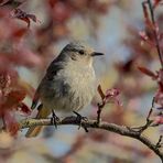 Hausrotschwanz (Phoenicurus ochruros) 2