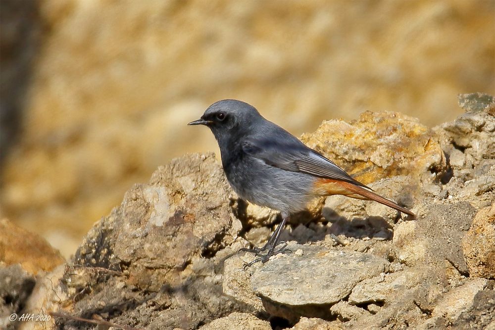 Hausrotschwanz (Phoenicurus ochruros) - 2