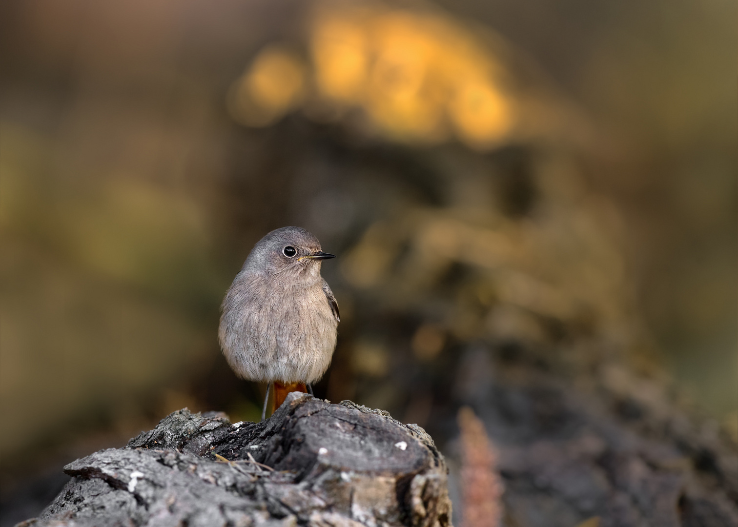 Hausrotschwanz (Phoenicurus ochruros)