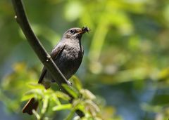 Hausrotschwanz (Phoenicurus ochruros)