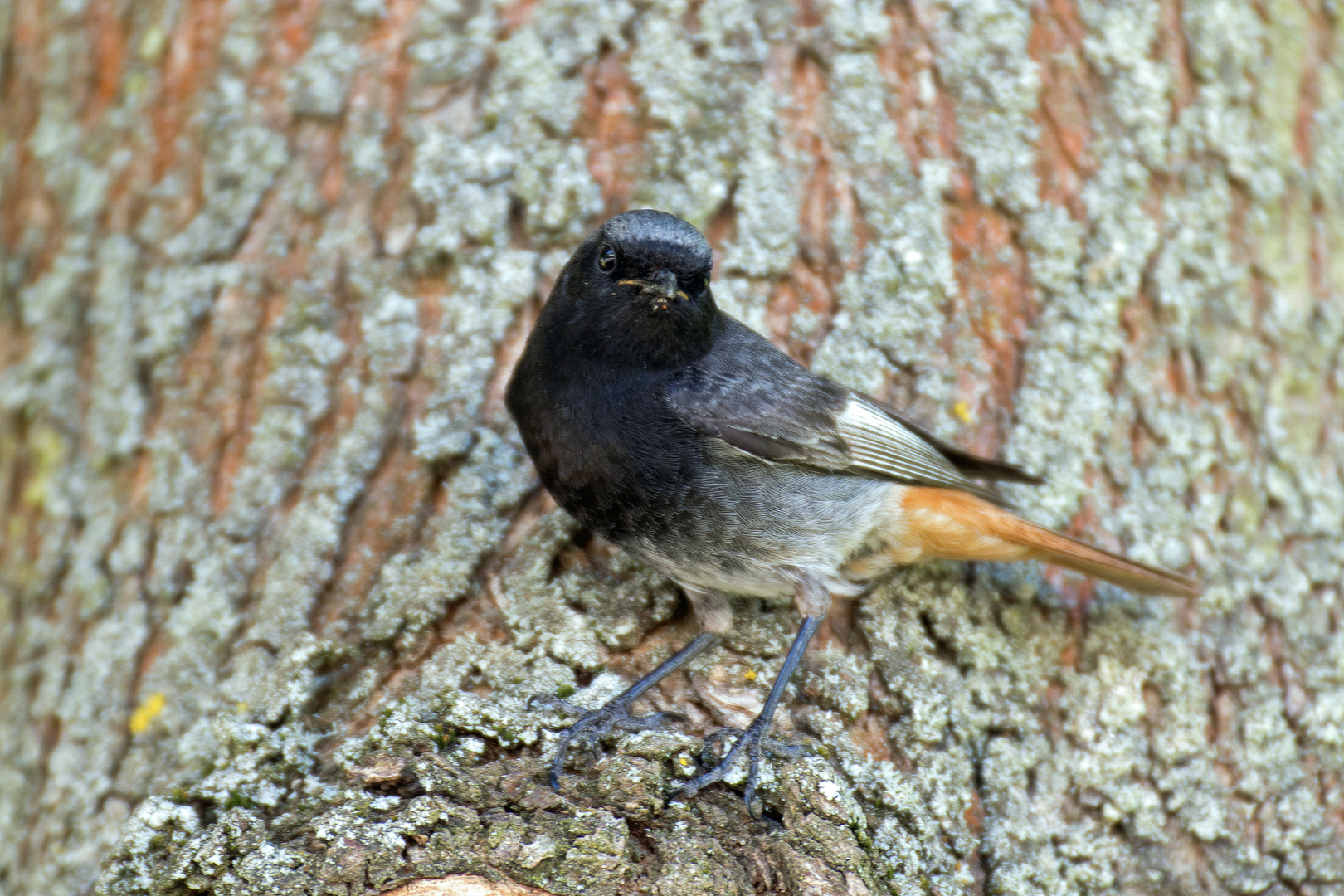 Hausrotschwanz (Phoenicurus ochruros)