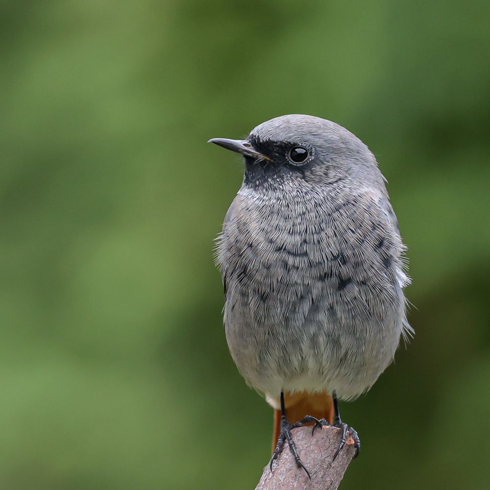 Hausrotschwanz ( Phoenicurus ochruros )