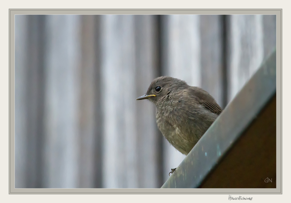 Hausrotschwanz (Phoenicurus ochruros)