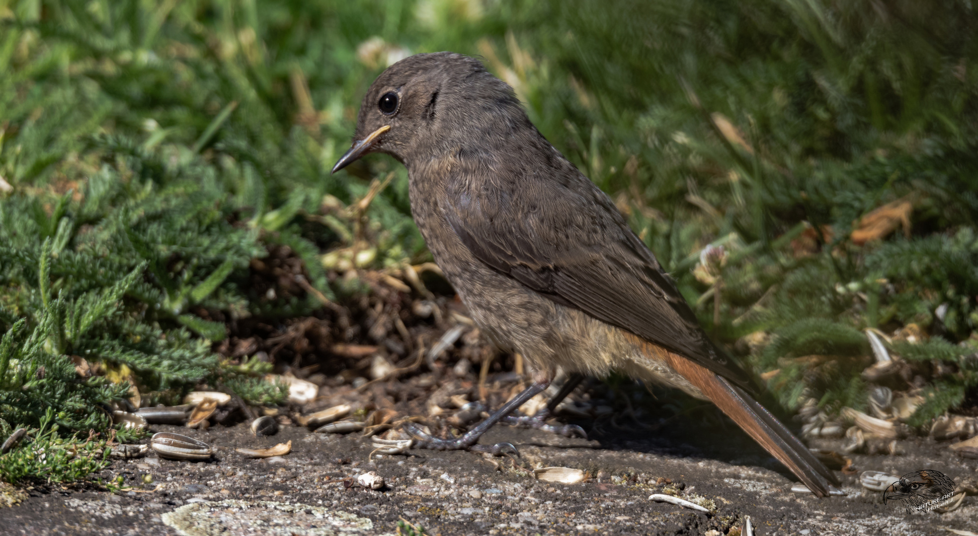 Hausrotschwanz (Phoenicurus ochruros)