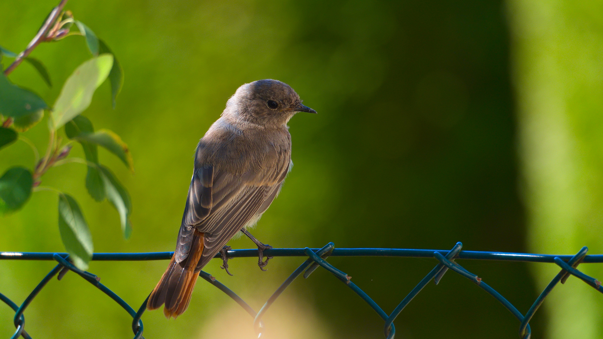 Hausrotschwanz (Phoenicurus ochruros)