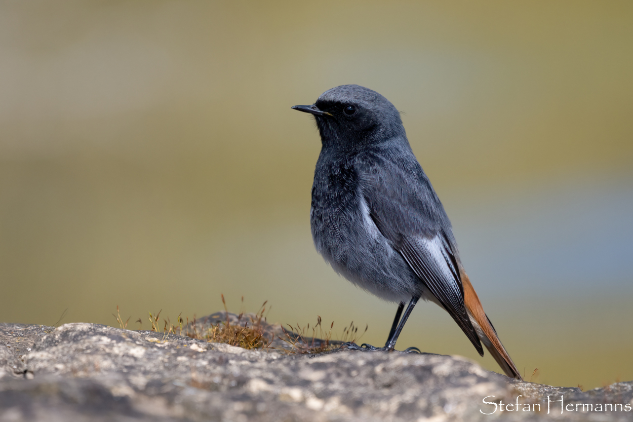 Hausrotschwanz (Phoenicurus ochruros)