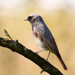 Hausrotschwanz (Phoenicurus ochruros)