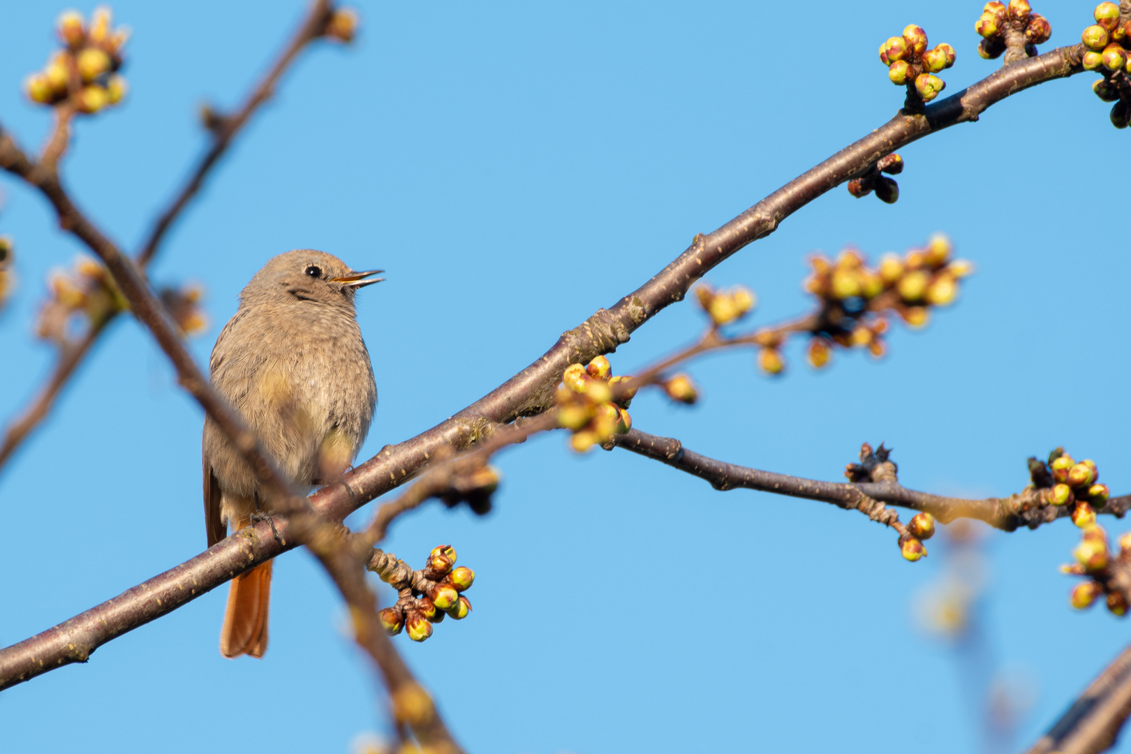 Hausrotschwanz ( Phoenicurus ochruros )