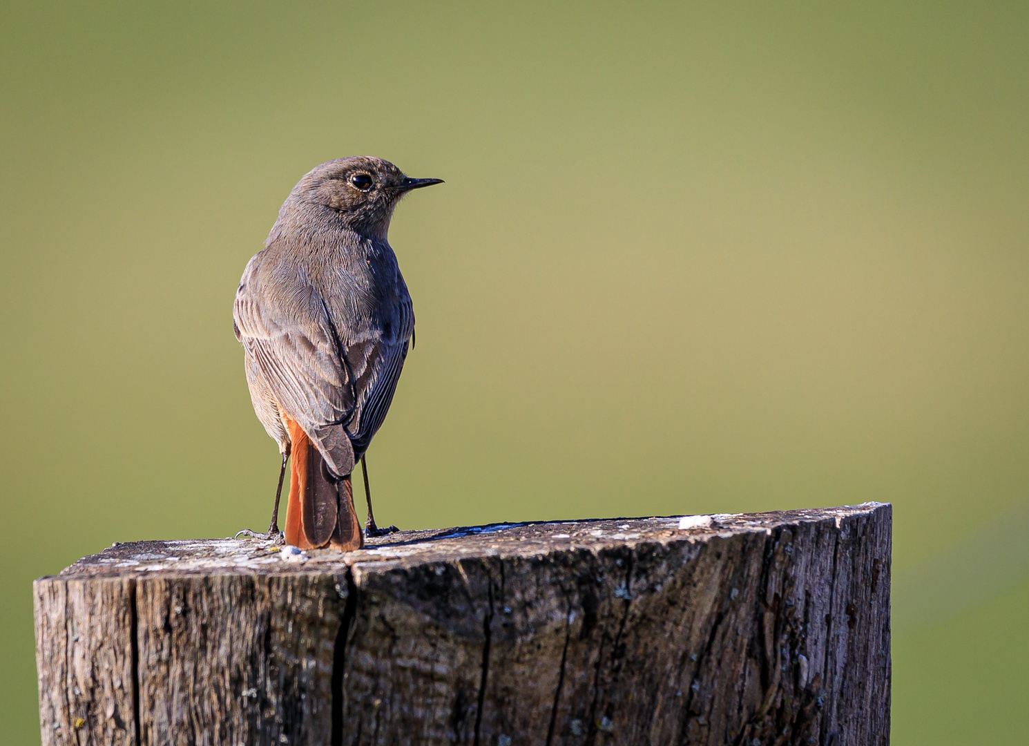 Hausrotschwanz (Phoenicurus ochruros)