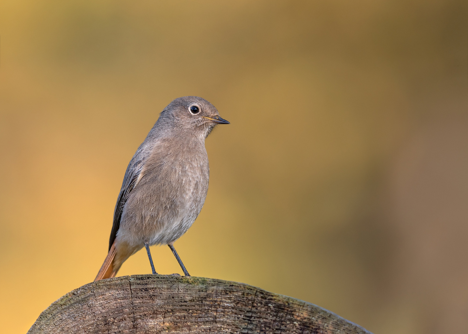 Hausrotschwanz (Phoenicurus ochruros)