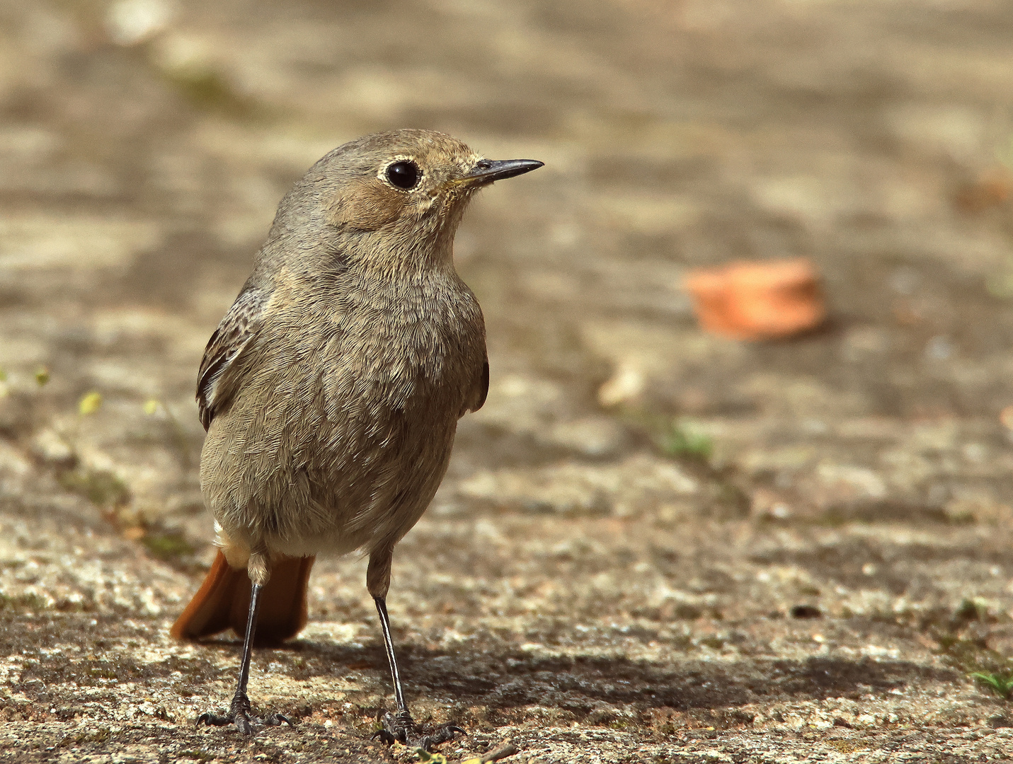 Hausrotschwanz Phoenicurus ochruros