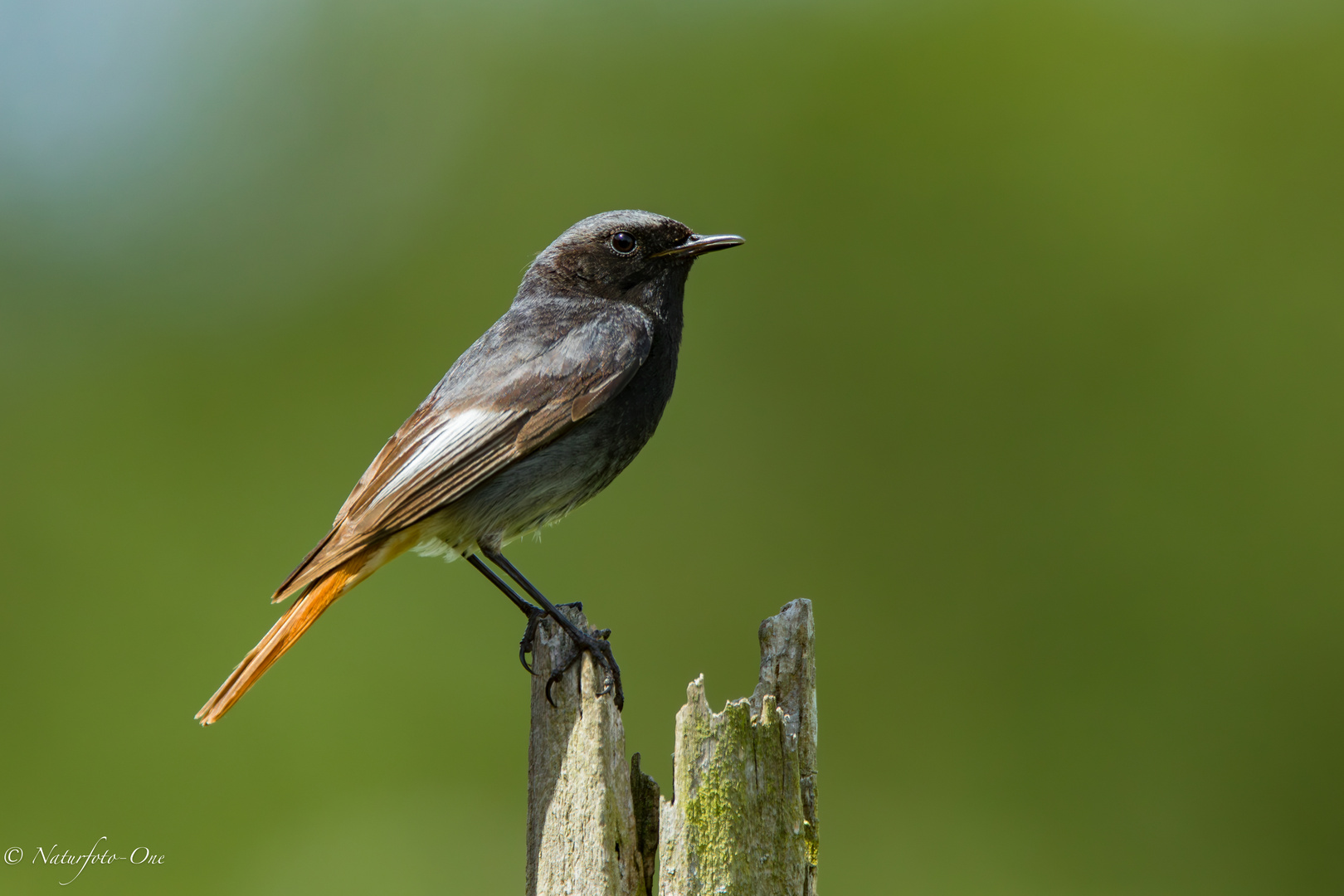 Hausrotschwanz ( Phoenicurus ochruros ) Black Redstart