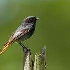 Hausrotschwanz ( Phoenicurus ochruros ) Black Redstart