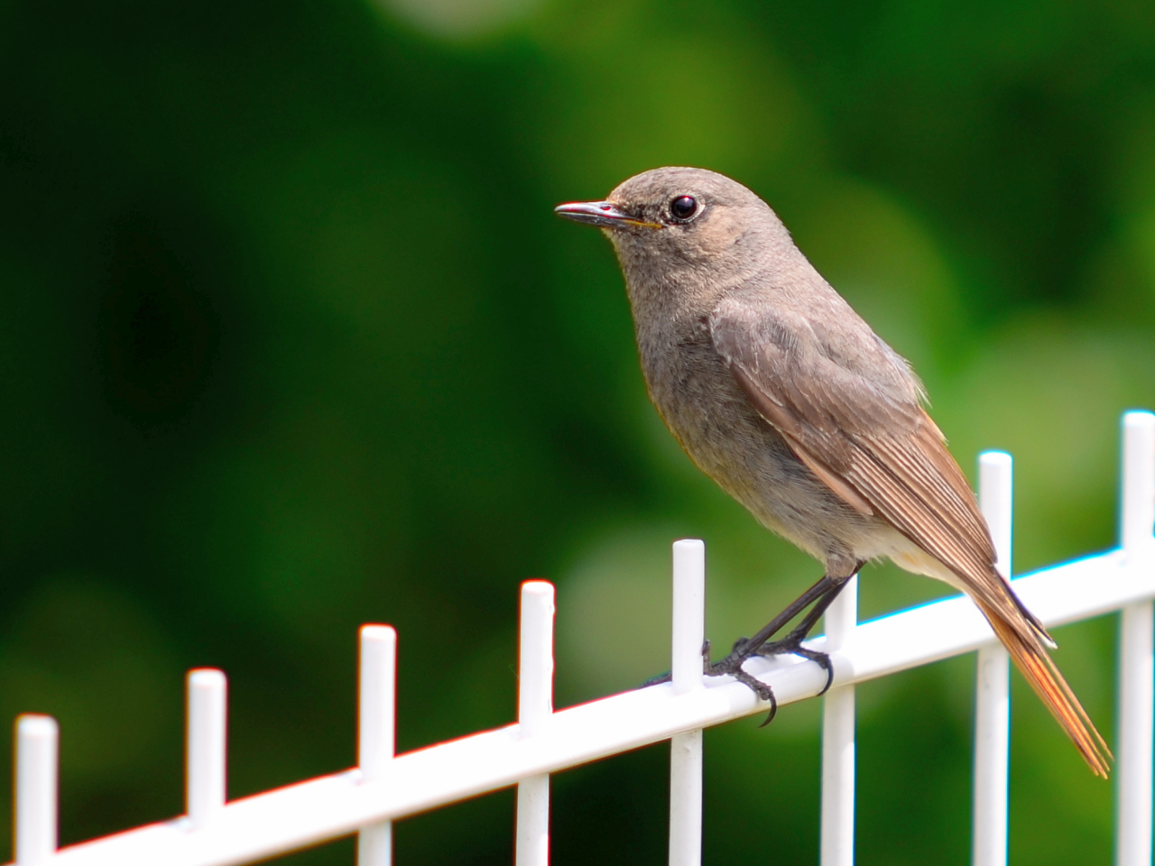 Hausrotschwanz, (Phoenicurus ochruros), Black redstart,   Colirrojo tizón