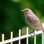 Hausrotschwanz, (Phoenicurus ochruros), Black redstart,   Colirrojo tizón