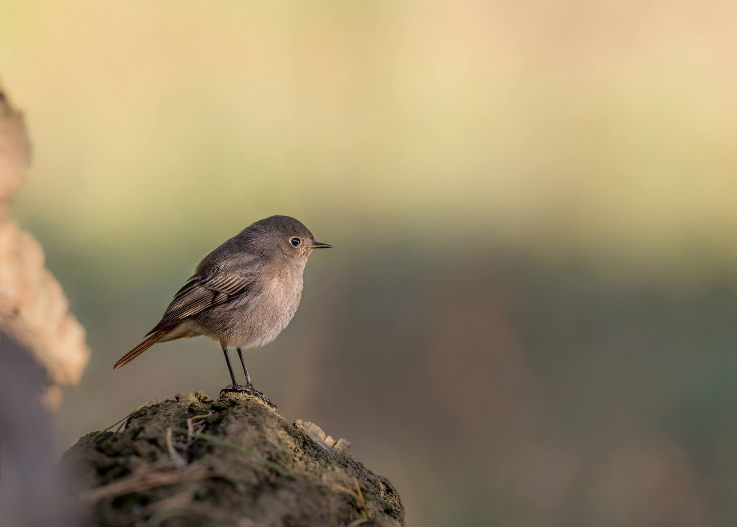 Hausrotschwanz (Phoenicurus ochruros)