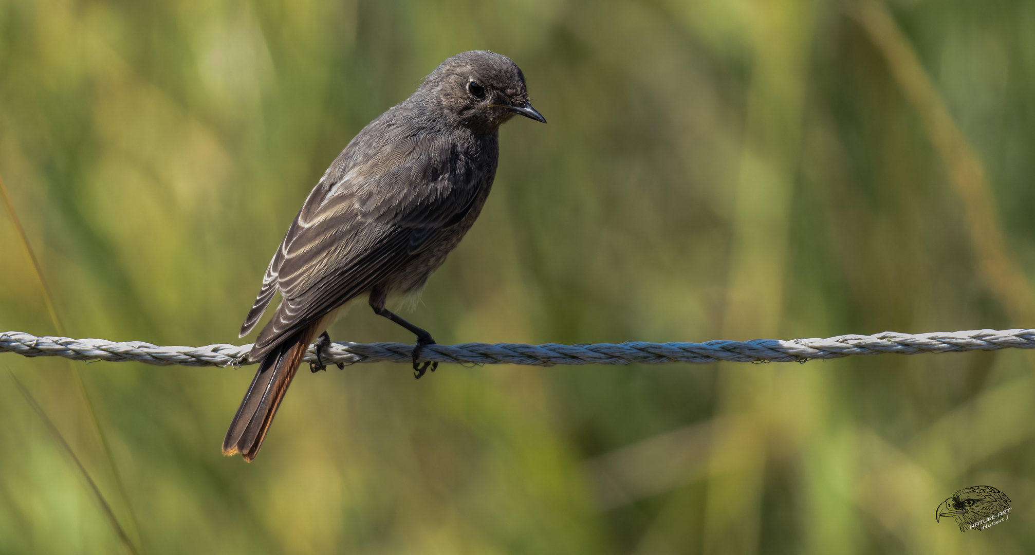 Hausrotschwanz (Phoenicurus ochruros)