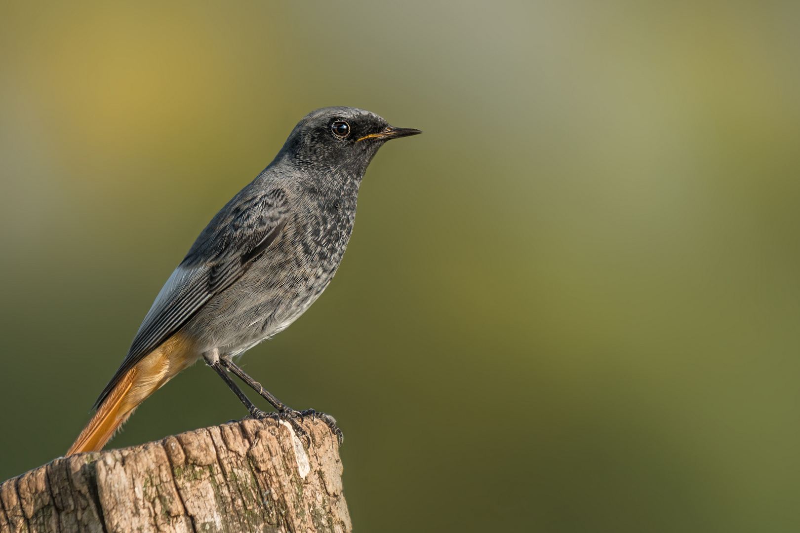 Hausrotschwanz (Phoenicurus ochruros)