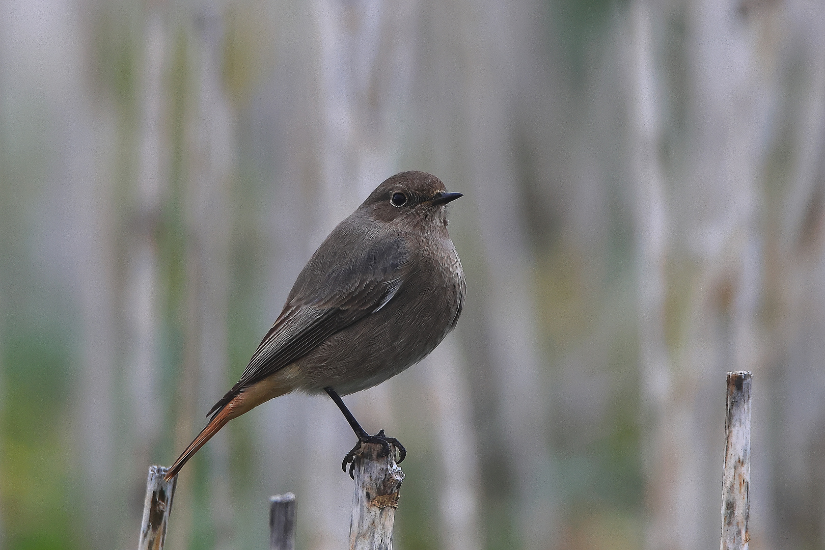 Hausrotschwanz Phoenicurus ochruros