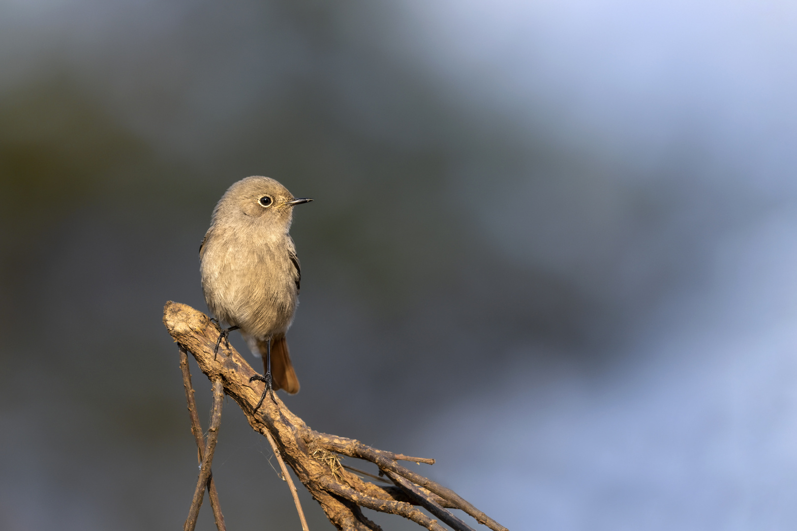 Hausrotschwanz (Phoenicurus ochruros) 