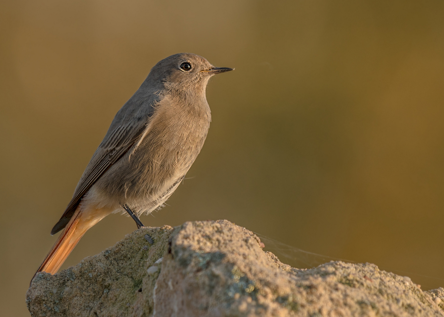 Hausrotschwanz (Phoenicurus ochruros)