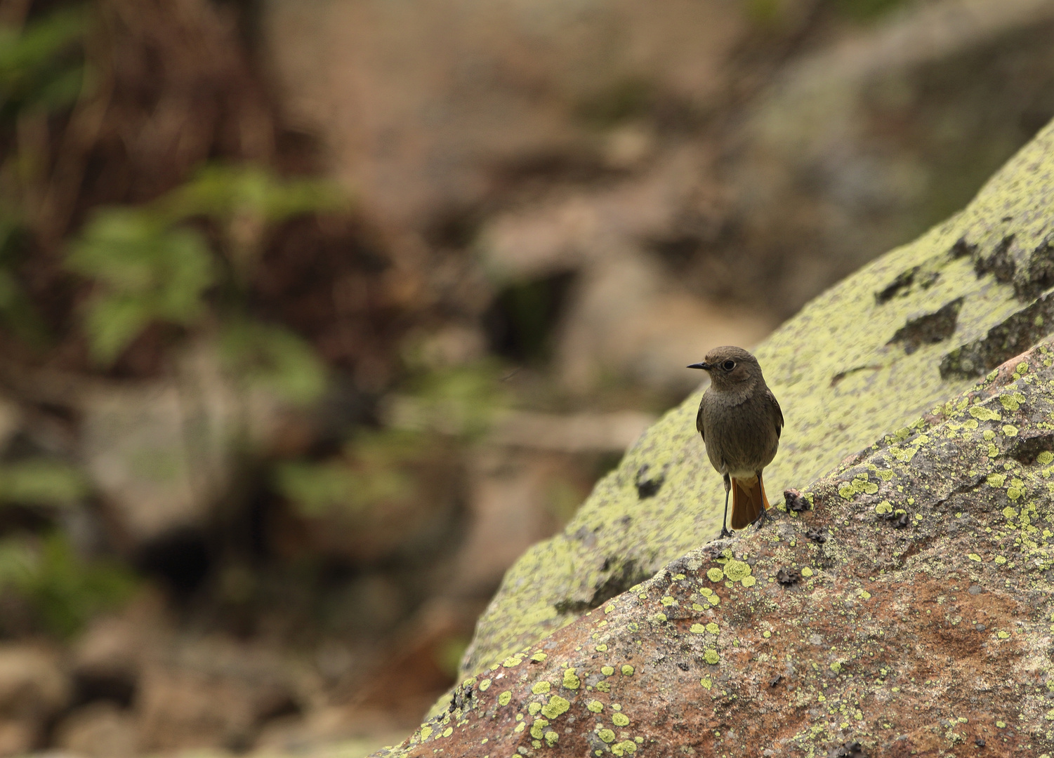 Hausrotschwanz (Phoenicurus ochruros)