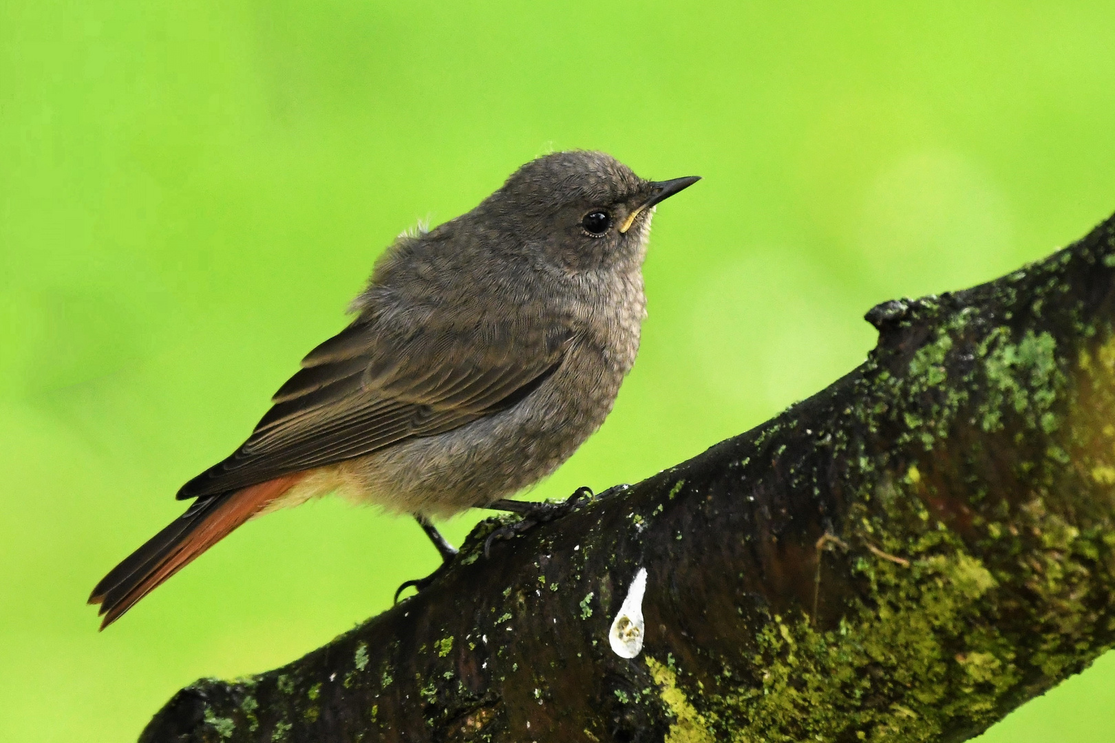 Hausrotschwanz ( Phoenicurus ochruros )