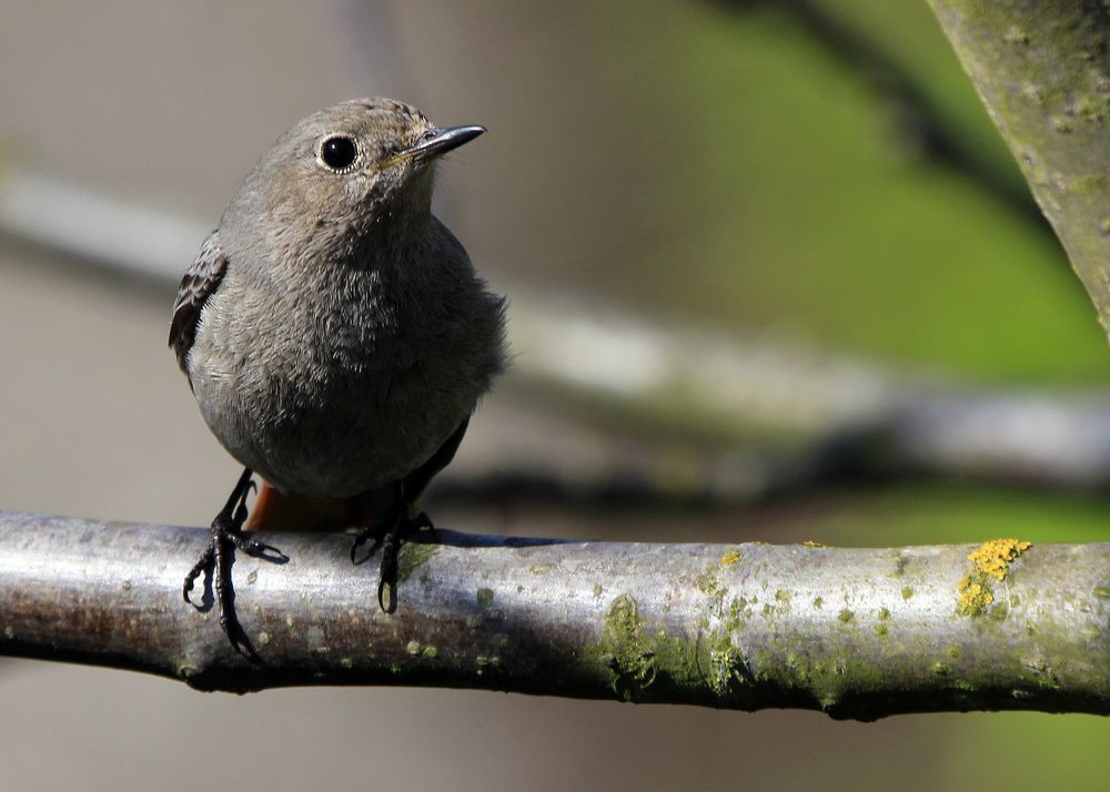 Hausrotschwanz (Phoenicurus ochruros)