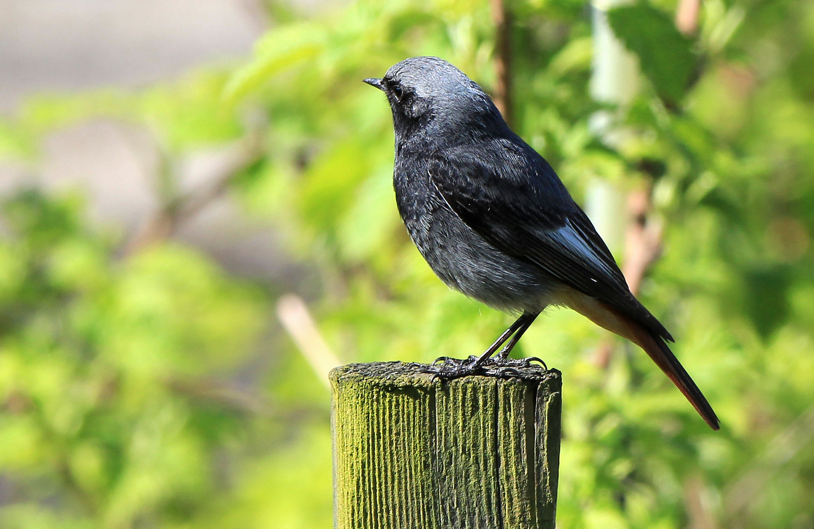 Hausrotschwanz (Phoenicurus ochruros)  guckt weg,aber hört genau hin....