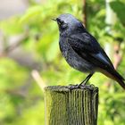 Hausrotschwanz (Phoenicurus ochruros)  guckt weg,aber hört genau hin....