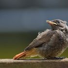 Hausrotschwanz [Phoenicurus ochruros] - Jungvogel