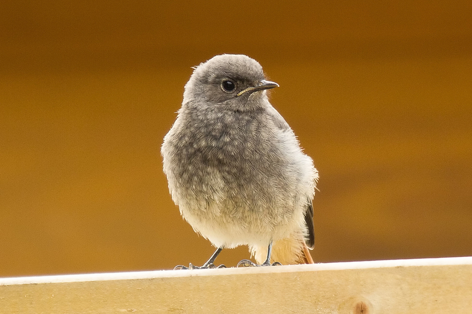 Hausrotschwanz (Phoenicurus ochruros) Jungvogel