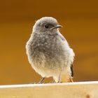 Hausrotschwanz (Phoenicurus ochruros) Jungvogel