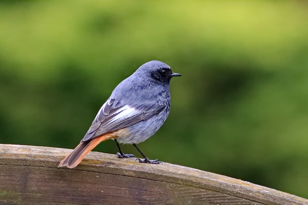 Hausrotschwanz [Phoenicurus ochruros] - Männchen