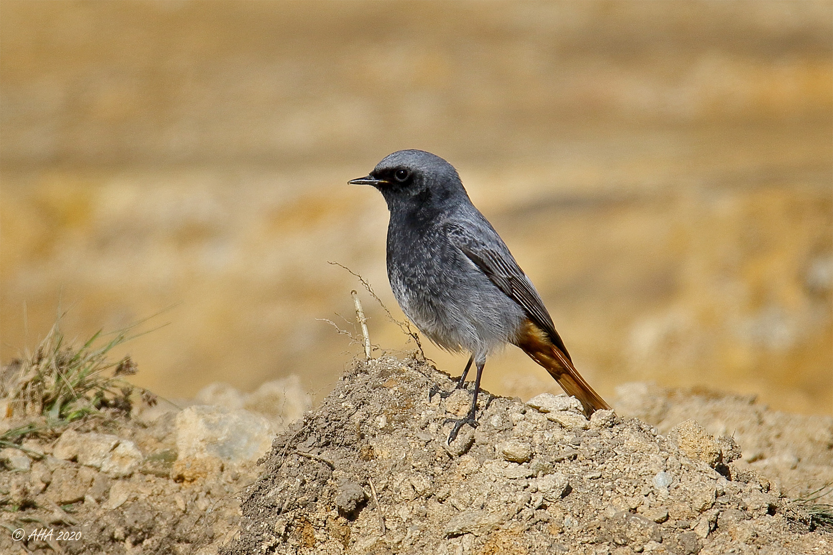 Hausrotschwanz (Phoenicurus ochruros) männlich