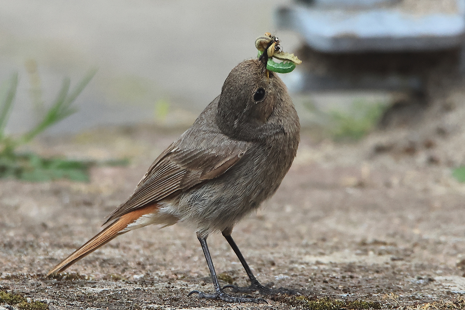 Hausrotschwanz Phoenicurus ochruros mit Beute