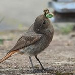 Hausrotschwanz Phoenicurus ochruros mit Beute