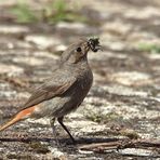 Hausrotschwanz Phoenicurus ochruros mit Beute