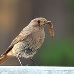 Hausrotschwanz Phoenicurus ochruros mit Raupe - Noctua pronuba