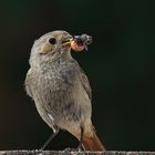 Hausrotschwanz Phoenicurus ochruros mit Raupe und Assel