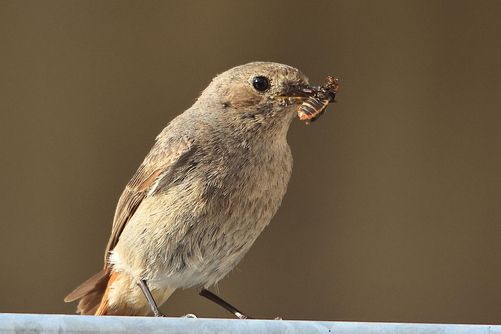 Hausrotschwanz Phoenicurus ochruros mit Weichkäfer