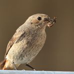 Hausrotschwanz Phoenicurus ochruros mit Weichkäfer