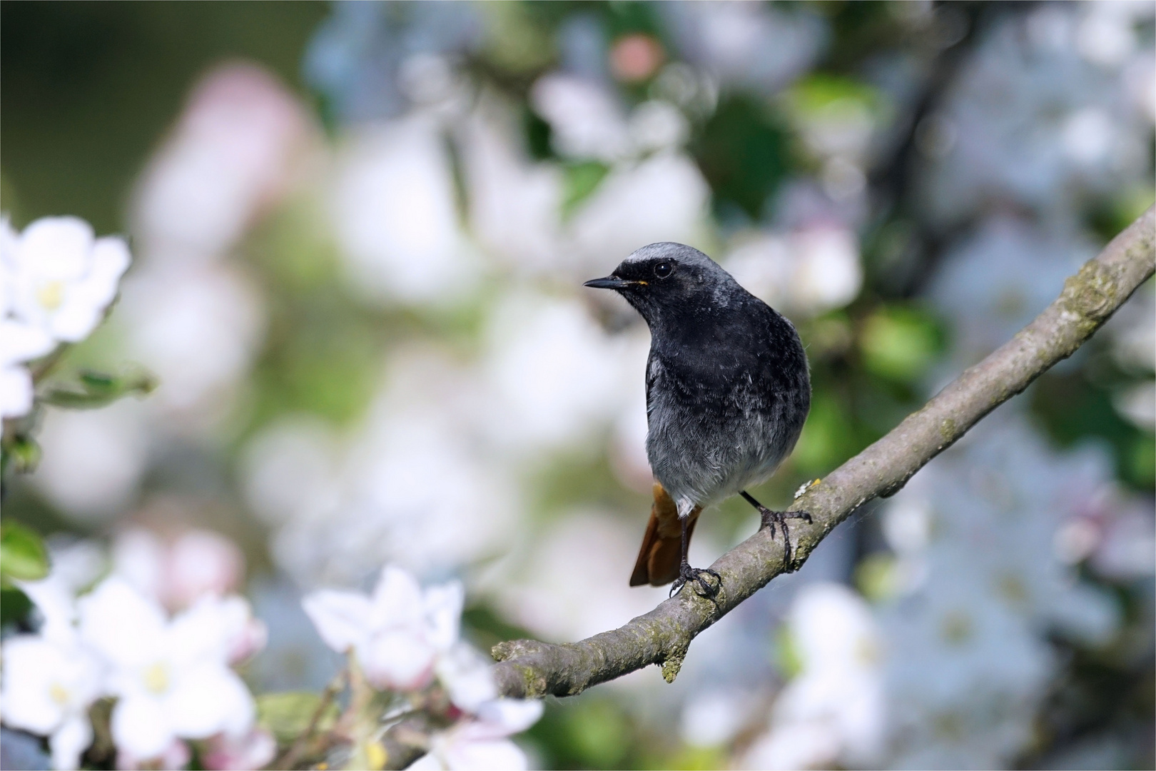 Hausrotschwanz  (Phoenicurus ochruros) - Sänger im Apfelbaum