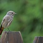 Hausrotschwanz (Phoenicurus ochruros) Weibchen