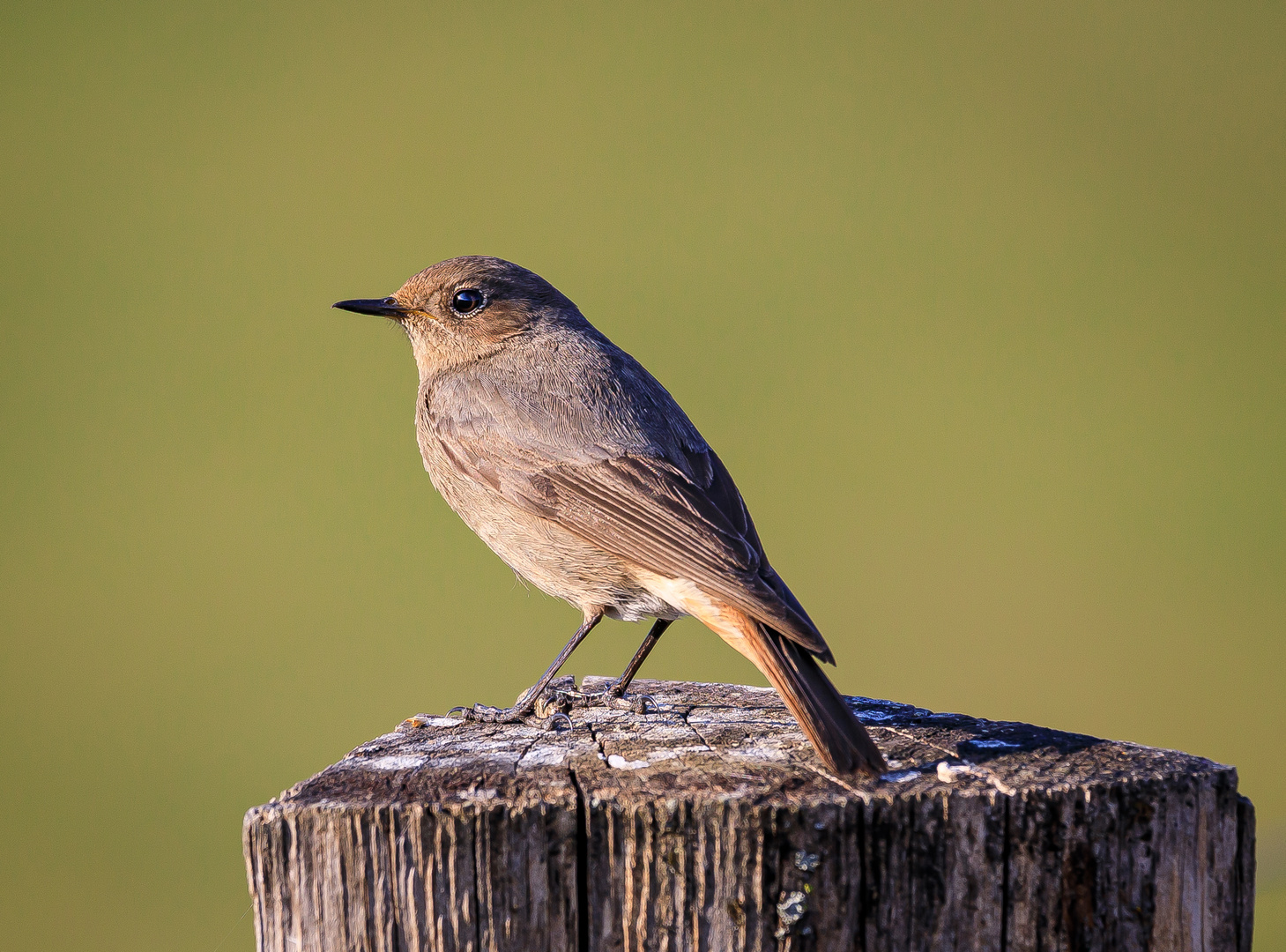 Hausrotschwanz ( Phoenicurus ochruros ) Weibchen