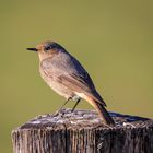 Hausrotschwanz ( Phoenicurus ochruros ) Weibchen