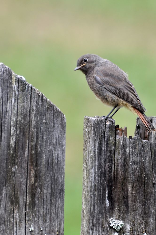 Hausrotschwanz (Phoenicurus ochruros); Weibchen, Jungvogel