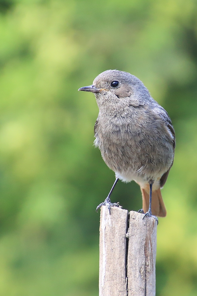 Hausrotschwanz (Phoenicurus ochruros) - weiblich